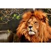 Алмазная картина, полная дрель, лев, Алмазная вышивка, вышивка крестом, животное