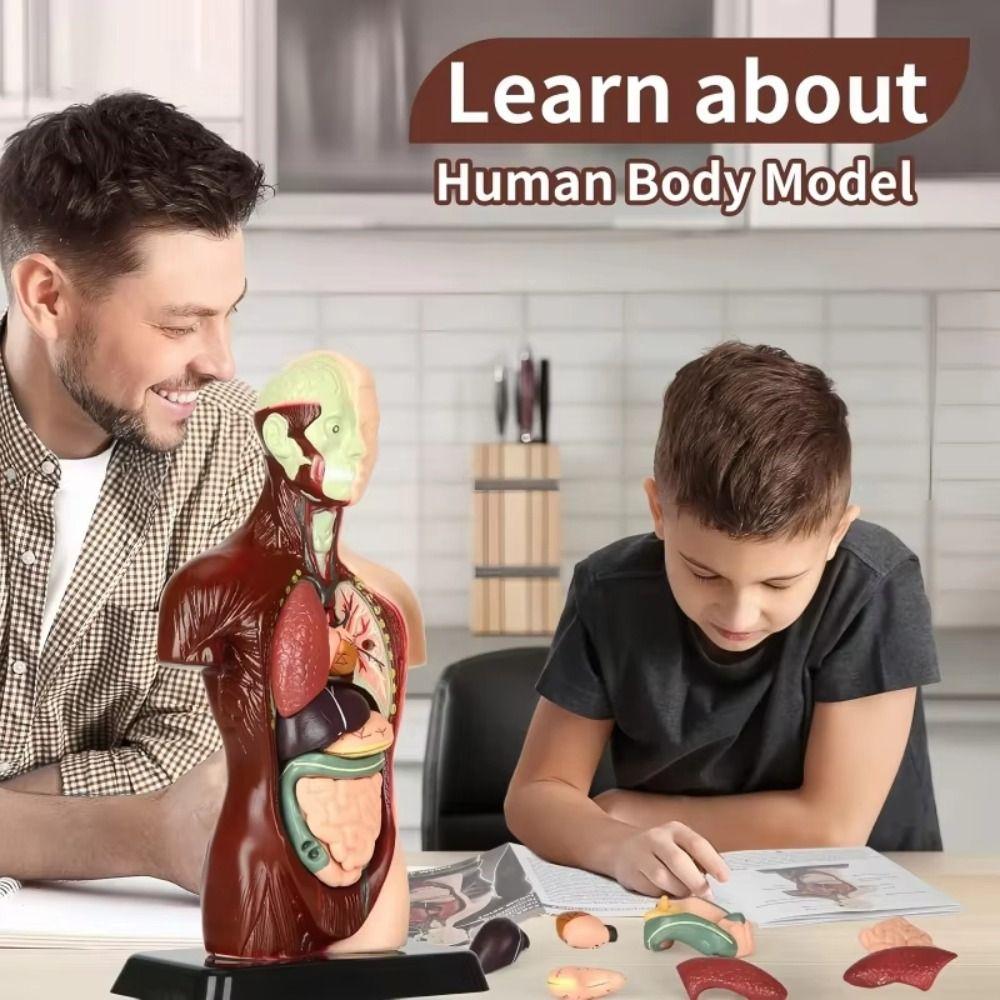 DIY Mannequin Human Torso Anatomy Model Construction Kid Skeleton Model  Birthday Kids Gift