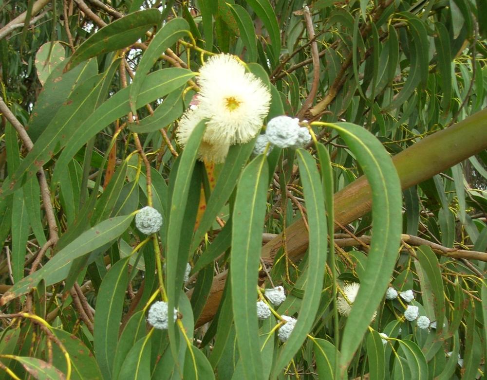 SAFLAX Тасманская голубая резинка - 100 семян - Eucalyptus globulus