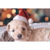 Рождественская шапка для питомца Шапка Санта-Клауса для кошек собак щенков Рождественское украшение Новогодний костюм для питомца Домашняя фестивальная вечеринка Товары для питомцев