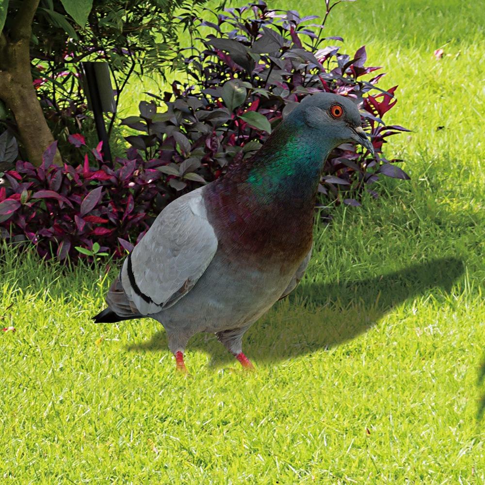 Double-Sided Printing Pigeon Sculpture Acrylic Pigeon Statues Wild Pigeon Decorations Realistic