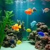 5 Pcs Lifelike Reble Plastic Artificial Moving Floating Fishes Ornament Decorations for Aquarium Fish Tank Pet Supplies
