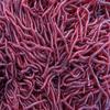 Plastic 50 Pcs Artificial Earthworm 4cm Smell Red Worm Lures Carp Baits Lure Soft Fishing Bait Tackle Grub Fish Toys