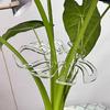 Невидимая Опора для Садовых Растений Прозрачный Пластиковый Держатель Стебля Для Предотвращения Полегания Растений Подходит для Различных Растений