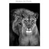 Black White Animal Canvas Painting Lion Posters and Print Home Decor Mural Wall Art Pictures for Living Room Bedroom Decoration