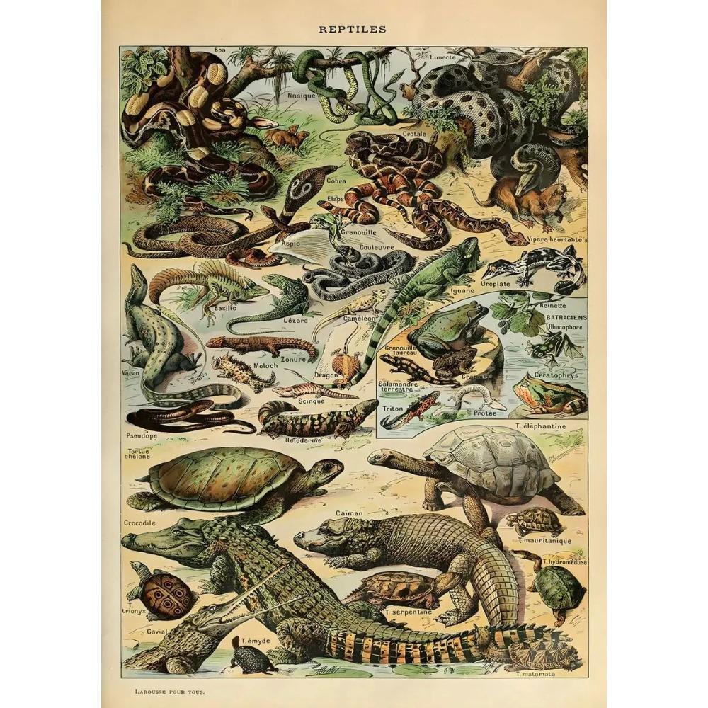 Vintage Classic Wall Art Plants Mushroom Medicine Flower Insect Butterfly Vegetable Pumpkin Carrot Canvas Oil Posters And Prints