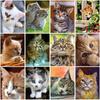 5D DIY Diamond Painting Full Round Drill Cat Animal Diamond Embroidery Mosaic Cross Stitch Kits Wall Art Home Decor Gift