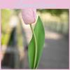Luxury Silk Tulip Flowers With Moist Feel For Wedding Decor And Styling Home
