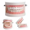 Dental Study Teaching Teeth Model Oral Care Tooth Education Dentist Equipment