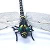 Fake Dragonfly Decoration with Lanyard/Pin Portable Outdoor Camping Gnats Fly Repellent Simulated 3D Dragonfly Model Ornament Kids Educational Toy