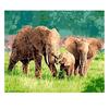 Diamond Painting Elephant Family Needlework Crafts Gift Full Round Diamond Embroidery Wedding Decor