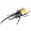 Free Research Series No. 26 EX-2 Living Creatures Edition Hercules Beetle by Yo Morinaga, Plastic Model with Commentary and Instructions