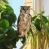 Owl Scarecrow Fake Bird Repellent Waterproof Bird Repeller Bird Repel Scare Devices  Courtyard