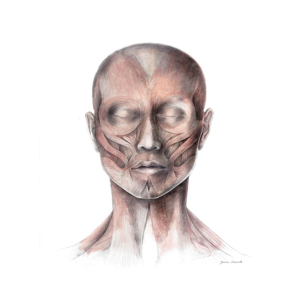 Mięśnie Mimiczne Twarzy - Widok Od Przodu (Norma Frontalis) - Plakat Anatomiczny Mięśnie Mimiczne Twarzy - Widok Od Przodu (Norma Frontalis) - Plakat