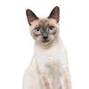 LYKX Милый кот Персидский кот Бирманский Бомбей Британская короткошерстная Бирманская наклейка на стену для украшения дома наклейка на автомобиль