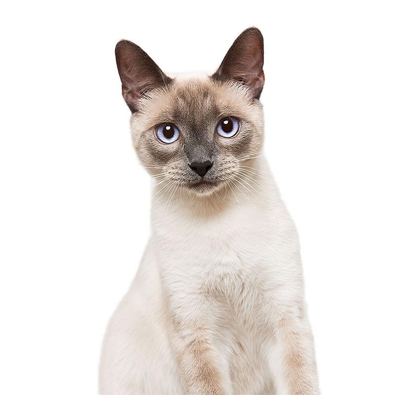 LYKX Милый кот Персидский кот Бирманский Бомбей Британская короткошерстная Бирманская наклейка на стену для украшения дома наклейка на автомобиль