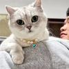 Регулируемое ожерелье с подвеской-сердцем для домашних животных Искусственный жемчуг Модный ошейник для собак и кошек Стильные удобные аксессуары для питомцев