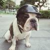 Adjustable Dog Helmets Funny Dog Protection Hat Pet Protect Ridding Cap  Sun Rain Protection