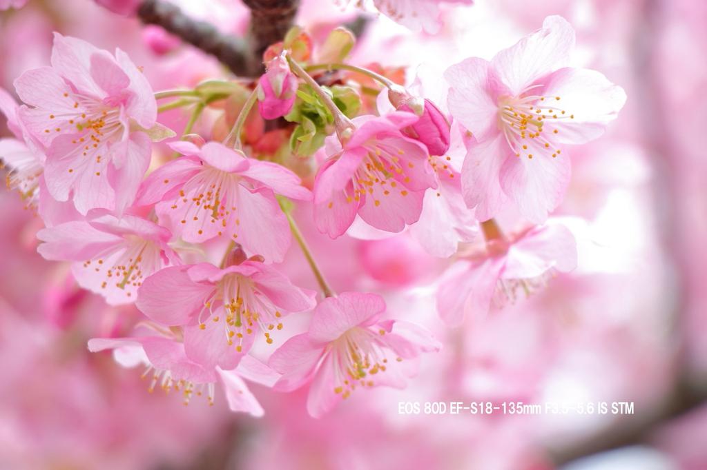 Canon Цифровая зеркальная камера EOS 80D Комплект с двойным зумом IS IS STM в комплекте EF-S18-55 STM/EF-S55-250 EOS80D-WKIT