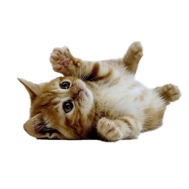 J503# Lovely Cat Persian Cat Sticker On The Car Vinyl Decal Waterproof Decoration Car Stickers