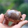 Натуральная ракушка, карта, улитка, коллекция, креативный подарок, украшение для аквариума
