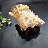 Large-Scale Marine Decoration Lesson Preparation Natural Shell Conch Creative Home Gifts Decor Room Figurines For Interior Desk