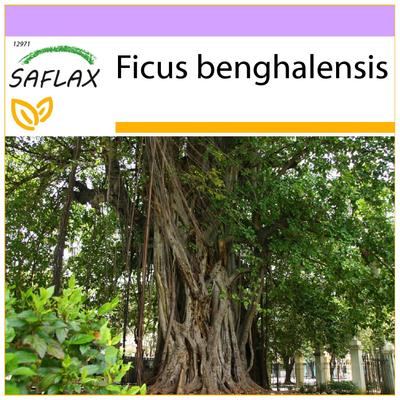 Индийский баньян - 20 семян - Ficus benghalensis