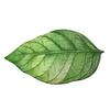 Realistic 3D Leaf Rug Irregular Leaf Shaped Floor Mat Anti Slip Green Leaf Doormat for Bathroom