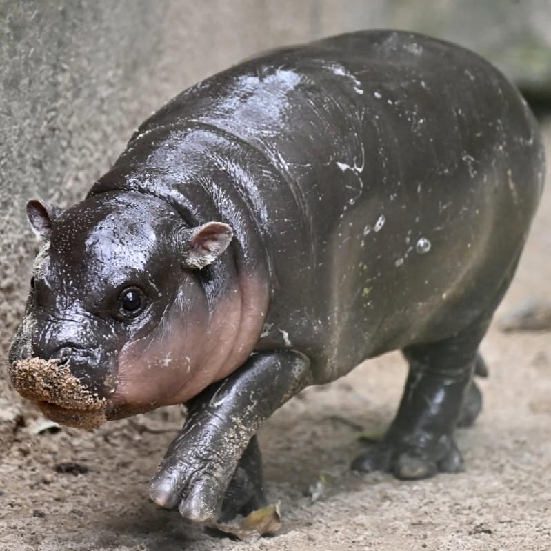 Moo Deng Tiny Baby Hippo Star Thailand Cute Pygmy Hippo Unisex Men Women Kid T-Shirt Sport Print Short Sleeve Round Neck