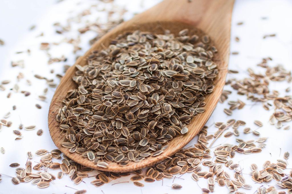 SAFLAX Garden in the Bag - Органический - Укроп - 700 семян - С субстратом в подходящем мешке - Anethum Graeolens