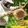 Easy Assemble Bee Stand Beehive Frame Holder, Hive Stand, Metal Perch, Beekeeping Honeycomb Inspection Tool Bracket, Hives Boxes Starter Kit