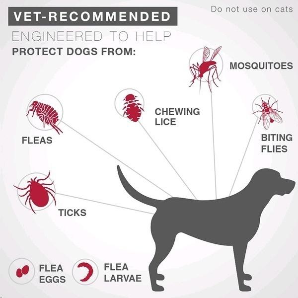 Ошейник Bayer Seresto от блох и клещей для крупных собак, маленьких собак весом более 18 фунтов, защита на 8 месяцев