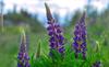 250 Russel Dwarf Lupine Seeds - Flowers - Reproducible Peasant Seeds - SemiWild