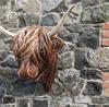 Animal Wall Decor Resin Highland Cow Mounted Decorations Realistic Art Bathroom