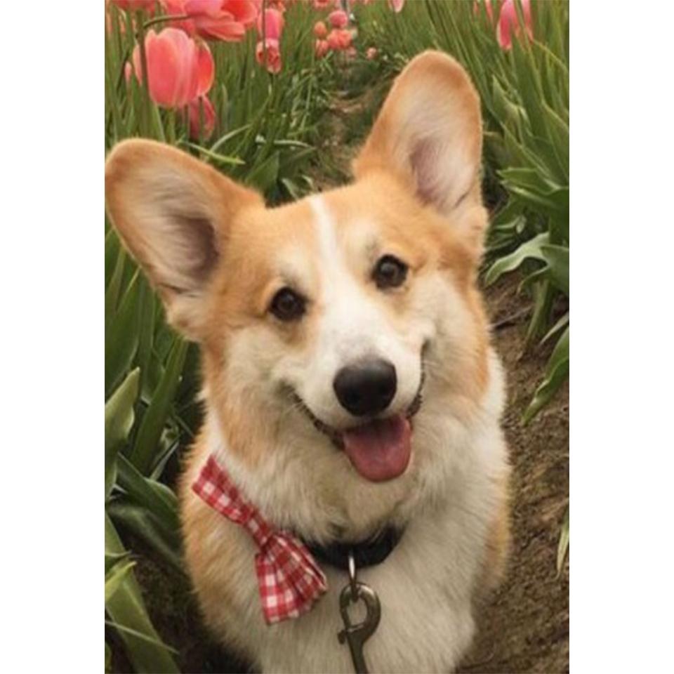 5D DIY алмазная живопись животное собака набор для вышивки крестом полная Алмазная вышивка горный хрусталь подарок украшение дома мозаика художественная картина