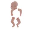 Simulation Unpainted Reborn Doll Kit Vinyl Unfinished Baby Doll Mold Parts Set 17 Inch