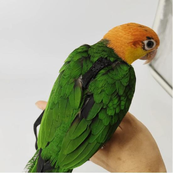 Adjustable Bird Harness with 78.7 Inch Leash, Outdoor Flying Training Rope Kit for Bird Parrots, Parrot Flying Rope Straps Outdoor Training Traction