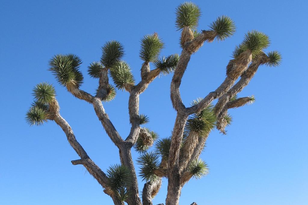 SAFLAX Дерево Джошуа - 10 семян - Юкка коротколистная