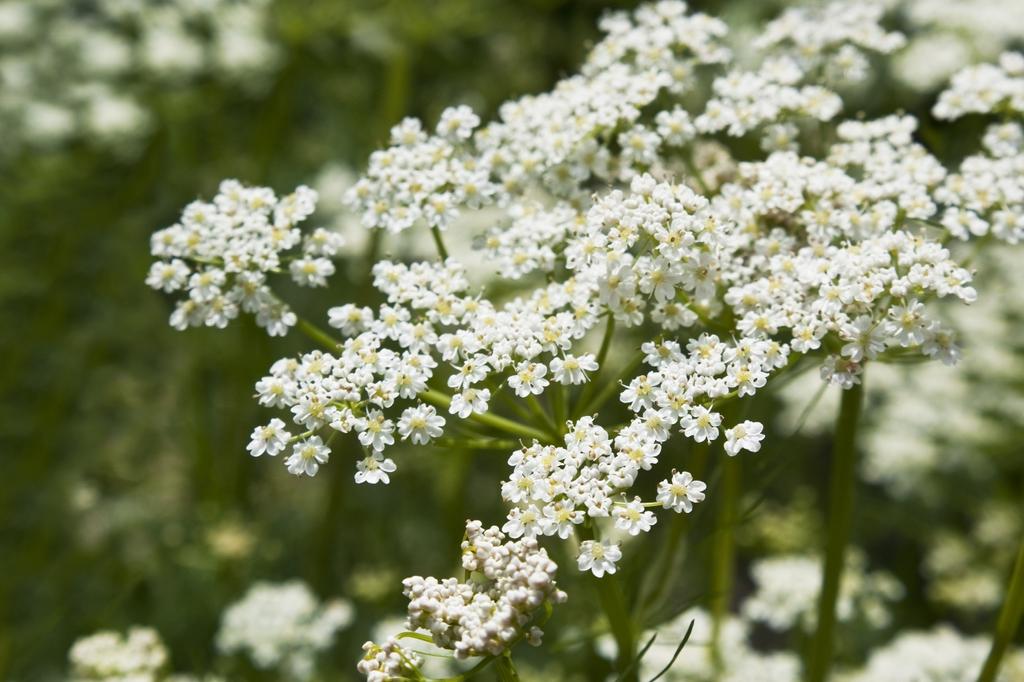 SAFLAX Garden in the Bag - Органический - Тмин - 800 семян - С субстратом в подходящем пакете-стойке - Carum carvi