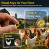 100Pcs Plastic Duck Leg Bands Reusable Chickens Leg Rings  Tracking Different Breeds