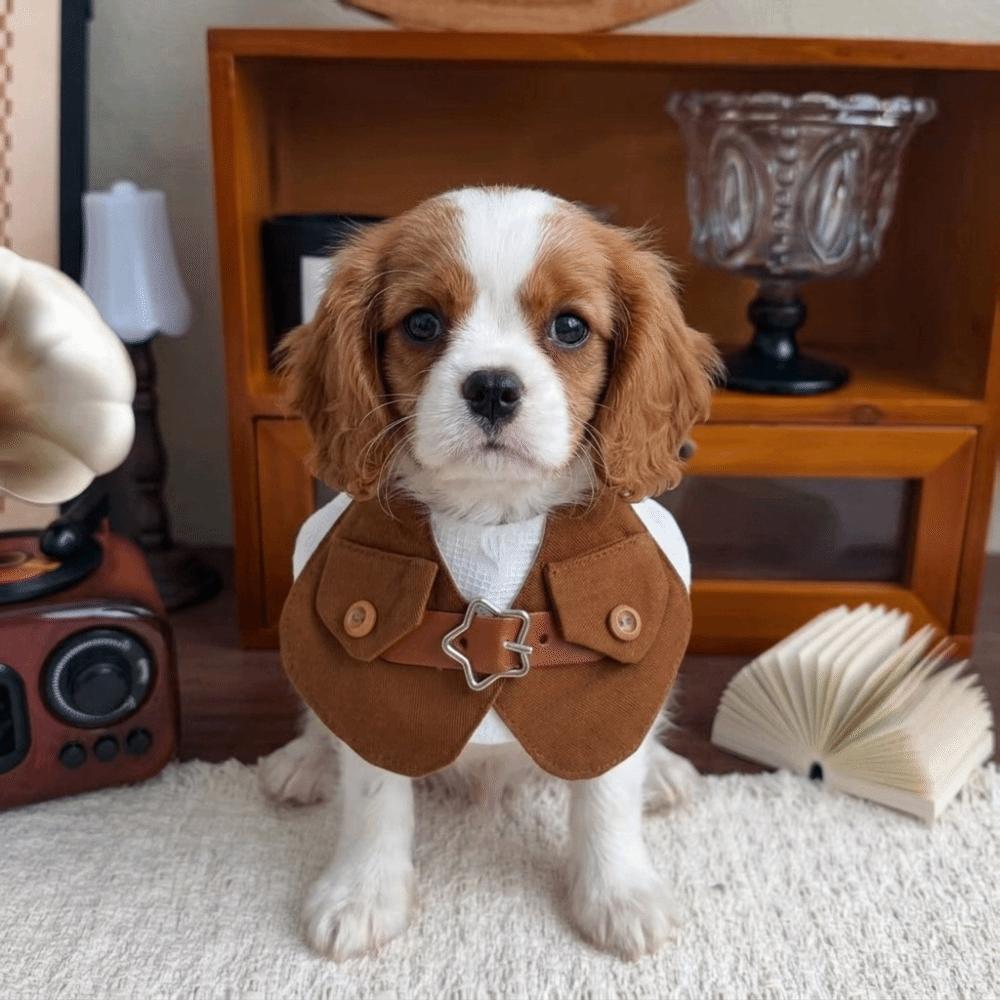 Denim Dog Cowboy Costumes Dress-Up Cats Costume Funny Pet Outfits Cat