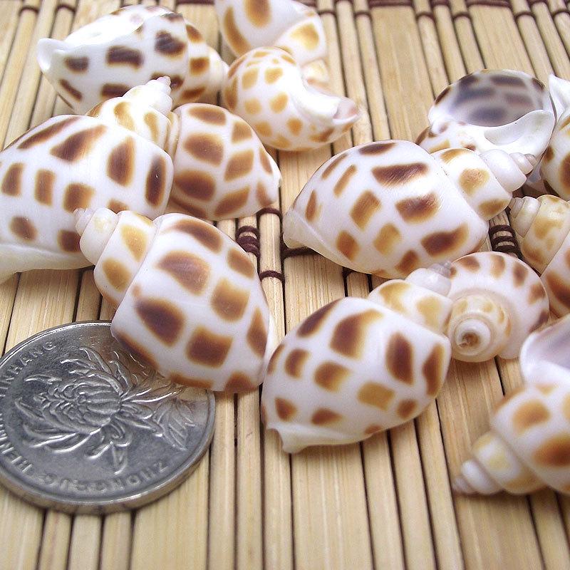 Natural Seashells: Hermit Crab & Fish Tank Ornaments