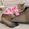 Adorable Printed Sphynx Cat Costume Clothes Winter Warm Pet Hoodie Sweater designed for Cats Gentle Fleece Puppy Kedi mascotas gotas Clothing