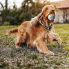2 Pcs Rubber Dog Balls Resistant Teeth Training Latex Dog Ball Durable Dog Toy Ball