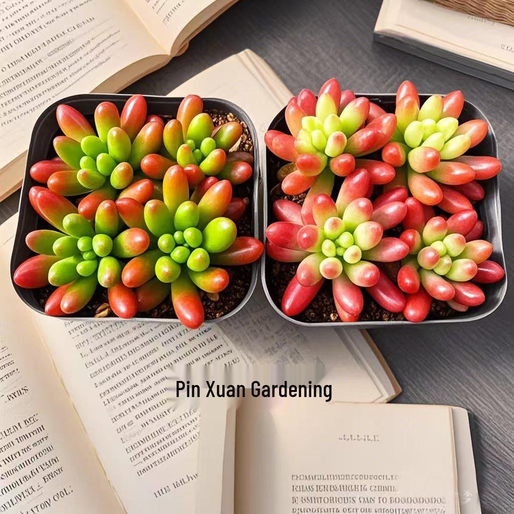 Rainbow Jade Variegated Succulent: Lucky Bead Indoor Potted Plant - Air Purifying, Red, Easy to Grow for Beginners