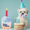 Dog Cake Toy Colorful Candles Bite Resistant Creative Funny Dog Gift Soft Plush Dog Birthday Cake Toy Embroidered Bone Dog Chew Toy Pet Supplies