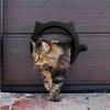 Interior Cat Door 4-Way Locking Indoor Pet Door Flap Pet Privacy Door for Cat Litter Box And Pet Feeder