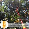 Fruit Picker Tool Fruit Harvesting Basket with Teeth Light-weight Fruit Picking Tool from Ground for Loquat Plum Bayberry Peach