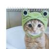 Неразумный кошачий календарь 2026 Янв.2026 - Дек.2026 12-месячный календарь Смешной котенок Настенный планер для украшения дома и офиса