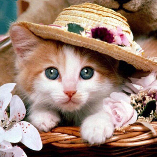 Кошка DIY 5D алмазная живопись полная круглая дрель милые животные Алмазная вышивка наборы крестиков мозаичная настенная живопись Рождественский подарок